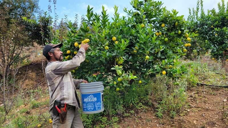 Agricultura tradicional y economía campesina una persistencia desde lo