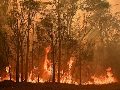 Alrededor de 480 millones de animales han muerto en los incendios en Australia