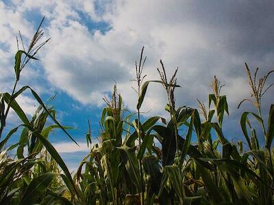 “Falso, que el Estado pueda impedir el maíz genéticamente modificado”