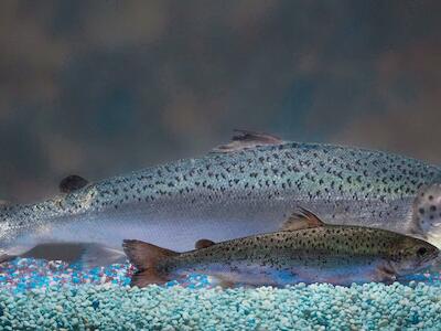 Se cosecha y vende el primer salmón del Atlántico transgénico - Boletín #901 de la RALLT
