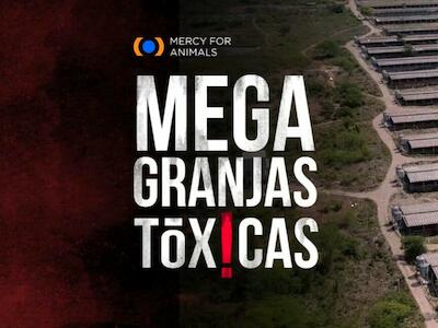 Una bomba de tiempo: el alarmante impacto de la industria porcícola en Yucatán
