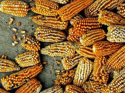 Declaración por el futuro del maíz, el campo indígena y el planeta 