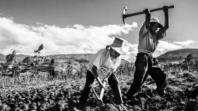 “derechos Campesinos Son Derechos Humanos Biodiversidad En América Latina 1951