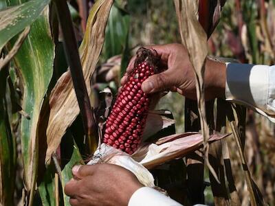 BiodiversidadLA: en defensa de los bienes comunes