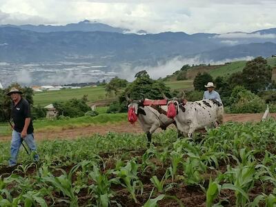 Decidimos acompañar este “brchazo del sector agrario de Ecuador, con fotos de un proyecto campesino agroecológico en Tierra Blanca, Cartago, Costa Rica, por el valor del proyecto y su sentido de compañerismo con las luchas campesinas en Latinoamérica. Las fotos son de Víctor Josué Garita Rivera