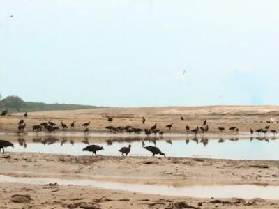 - Urubus invadem praia onde antes havia o rio Solimões, em busca de peixes mortos Foto: Jullie Pereira/ InfoAmazonia.