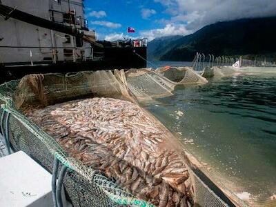 Impactos de la transnacional industria de cultivo de salmones en la salud comunitaria del archipiélago de Chiloé