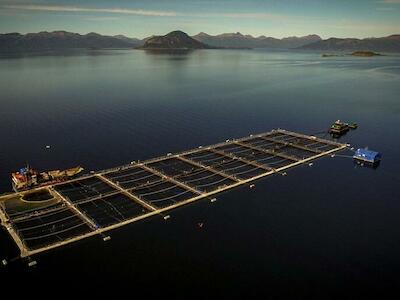 La acuicultura de salmón pone en peligro el acceso de las comunidades a los pescados locales