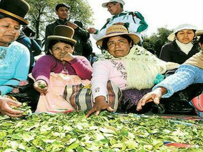 La hoja de coca en las comunidades andinas