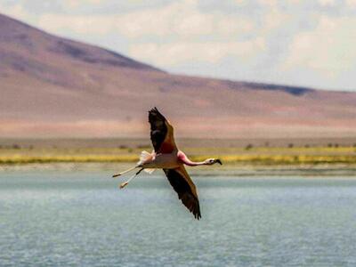 Flamenco andino en Salar de Tara, Chile. Foto: Ramón Balcázar