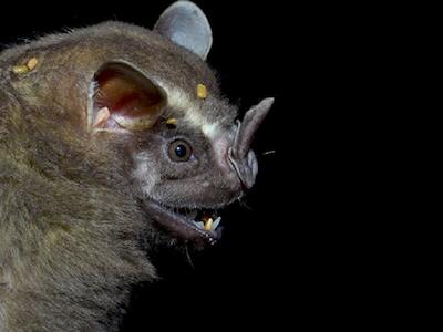 Los superhéroes nocturnos de la Chiquitanía: murciélagos ayudan en la regeneración del bosque quemado