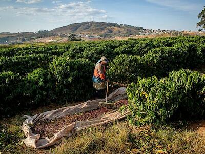 - Trabalhador colhe café em fazenda no Sul de Minas Gerais. Em 2023, Repórter Brasil revelou que fazendas autuadas por trabalho escravo possuíam selo de certificação da Starbucks (Foto: Lela Beltrão/Repórter Brasil)