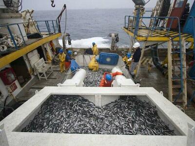 - Pesca industrial de anchovetas. Foto: Agencia de Noticias Andina.