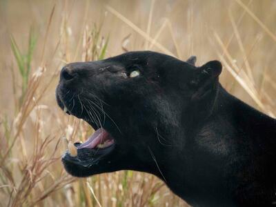 Imagen principal: Maximus, jaguar melánico rescatado que se encuentra en el santuario. Foto: Andrea Reyes/Jagures en la Selva