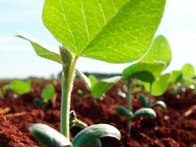 Advierten sobre potencial estrés hídrico en parcelas agrícolas debido a nula cantidad de lluvias