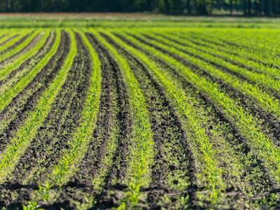 Concentración de las tierras: el 1% de productores controla el 70% de la superficie agrícola mundial