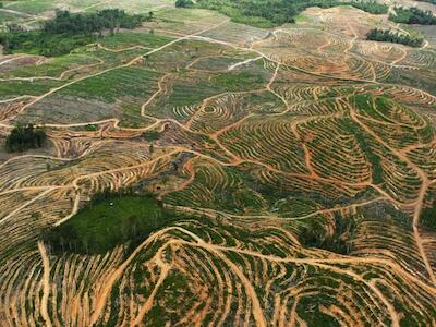 El ecosistema del bosque lluvioso se ve afectado por el cultivo de la palma de aceite