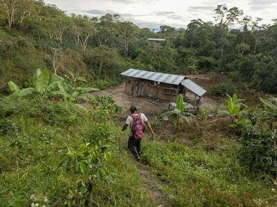 El cultivo de café, arroz y cacao es la principal razón de la deforestación de los bosques en la cuenca alta del río Mayo, Perú. Foto: Marlon Dag.