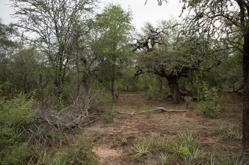 Investigan las causas detr s de los desmontes ilegales en el Chaco