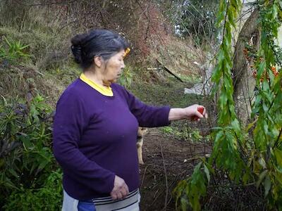 Los bosques que defendió Julia Chuñil