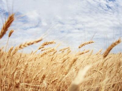 México prohibiría consumo y cultivo de trigo genéticamente modificado