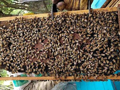 Miel cooperativa para producción sana, arraigo y apoyo mutuo