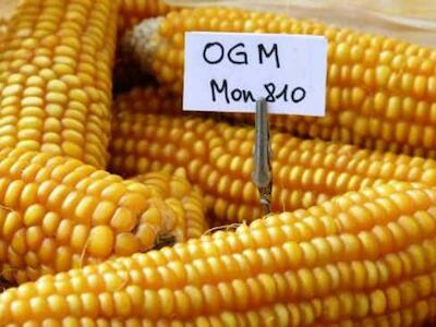 OGM: estudos independentes tratarão de desmascarar cientistas a serviço do mercado