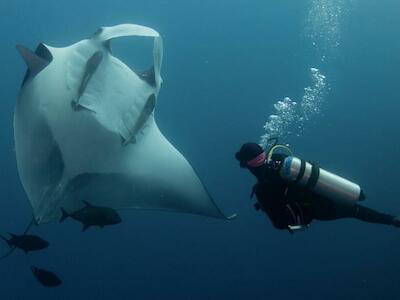 Imagen principal: El vientre de una manta gigante nos permite identificar a cada individuo porque cada una tiene su propio patrón, similar a una huella dactilar. Foto: Andrea Marshall