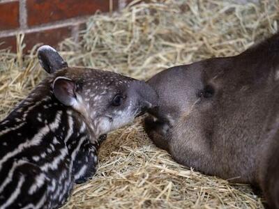 El tapir nació el pasado martes y se encuentra bajo los cuidados de su madre. Foto: Gentileza