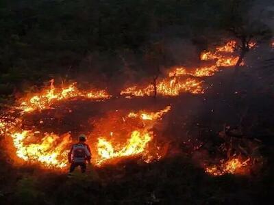 Superficie quemada por incendios en Brasil en 2024 supera el tamaño de Italia