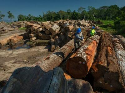 Tala y narcotráfico acechan a defensores indígenas en la Amazonía