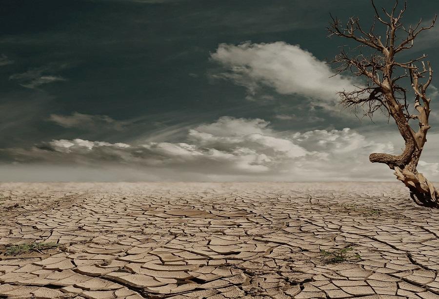 Deforestación potencia crisis climática global, advierte IPCC