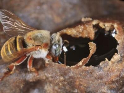 ¿Dónde fueron las abejas?