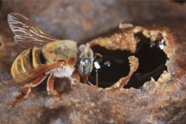 ¿Dónde fueron las abejas?